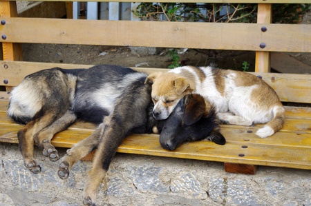 Sleeping dogのeditorial素材