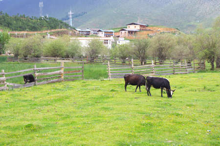  çå¨èåä¸のeditorial素材