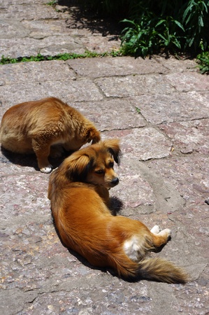 Sleeping dogの写真素材