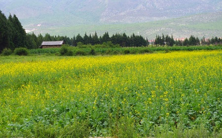 The outskirts of flowering rapeのeditorial素材