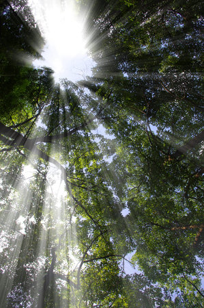 Forest light