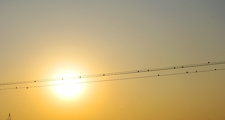 Wire and bird silhouette sunsetの写真素材