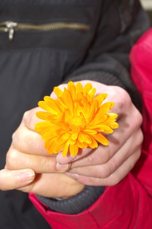 Middle-aged couples hand holding flowersの写真素材