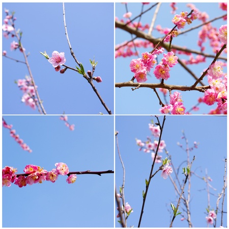 Peach Blossom in springの写真素材