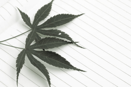 Maple Leaf and the book