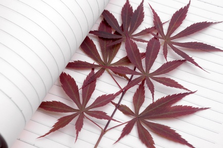 Maple Leaf and the bookの写真素材