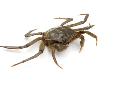 crabの写真素材