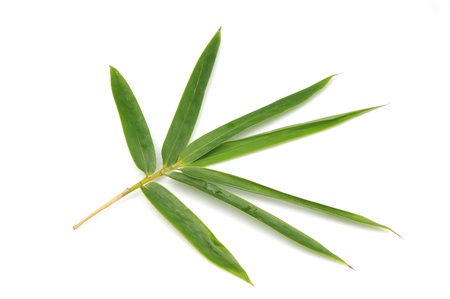 Bamboo leavesの写真素材