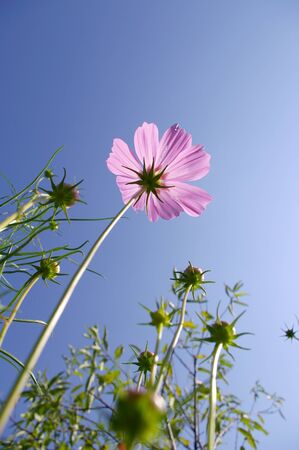 Gerbera skyの写真素材