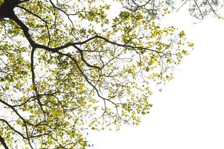 Tree in a white backgroundの写真素材
