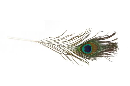 Peacock featherの写真素材