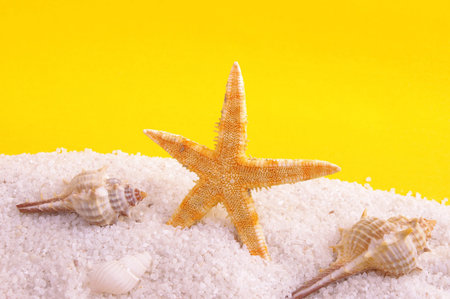 starfish shellの写真素材