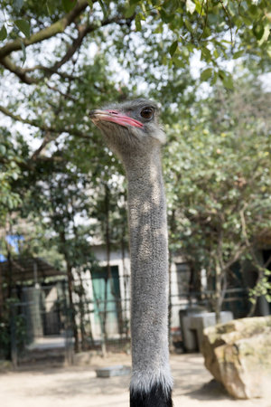 Closeup of ostrich neckの写真素材
