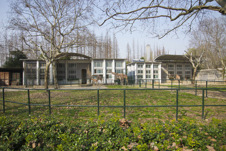 Giraffe Parkのeditorial素材