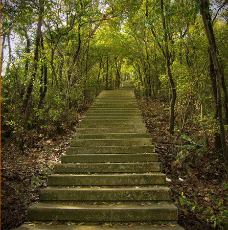 Forest corridor