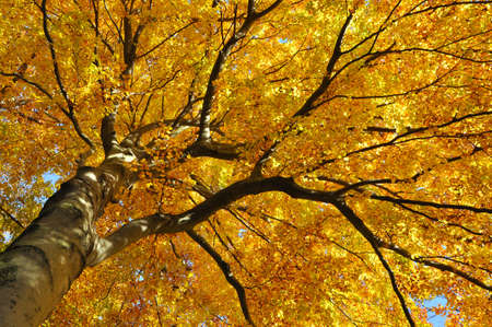 Beechの写真素材