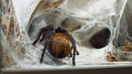 A large spider climbs into a hole in the web. Macro. House of pests. Close. Disaster for the forest.RAWの写真素材