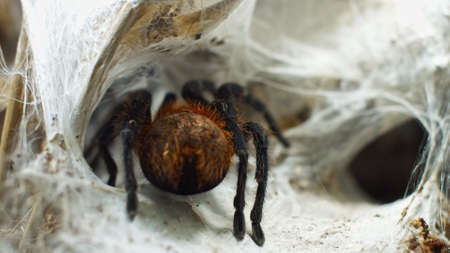 A large spider climbs into a hole in the web. Macro. House of pests. Close. Disaster for the forest.RAWの写真素材