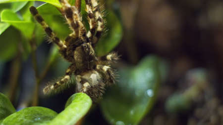 A large spider climbs into a hole in the web. Macro. House of pests. Close. Disaster for the forest.RAWの写真素材