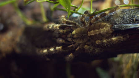 A large spider climbs into a hole in the web. Macro. House of pests. Close. Disaster for the forest.RAWの写真素材