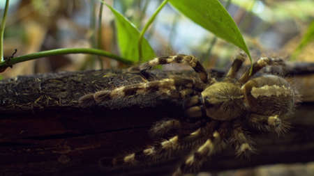 A large spider climbs into a hole in the web. Macro. House of pests. Close. Disaster for the forest.RAWの写真素材