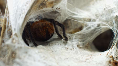 A large spider climbs into a hole in the web. Macro. House of pests. Close. Disaster for the forest.RAWの写真素材