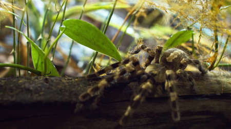 A large spider climbs into a hole in the web. Macro. House of pests. Close. Disaster for the forest.RAWの写真素材