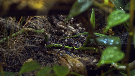 A large spider climbs into a hole in the web. Macro. House of pests. Close. Disaster for the...