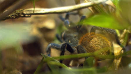 A large spider climbs into a hole in the web. Macro. House of pests. Close. Disaster for the forest.RAWの写真素材