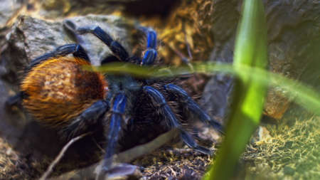 A large spider climbs into a hole in the web. Macro. House of pests. Close. Disaster for the forest.RAWの写真素材