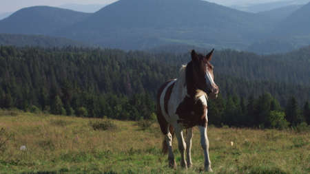 horse rides on the grass on a background of mountainsの写真素材