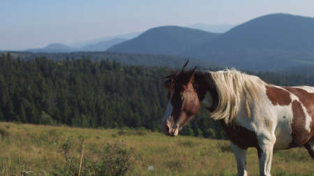 horse rides on the grass on a background of mountainsの写真素材