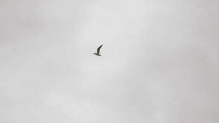 Seagulls fly against the blue sky. A flock of birds floating in the air currents of the wind. A large seagull soars over the Mediterranean Sea. Slow motion. Blue sky background. Migrating large bird flying in the formation. A large flock of birds.の写真素材