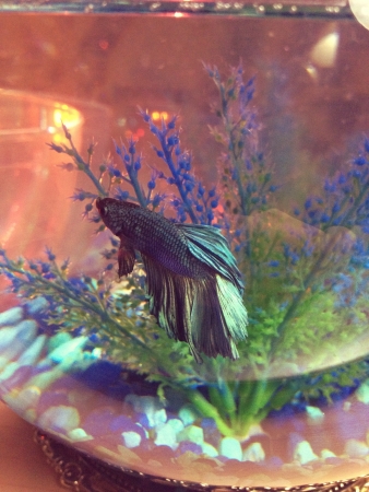 Beta fish swimmingの素材