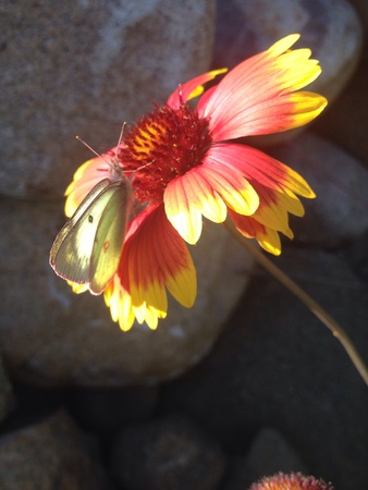 Moth resting on a flower in a garden Kingsville Ontario Canadaの素材