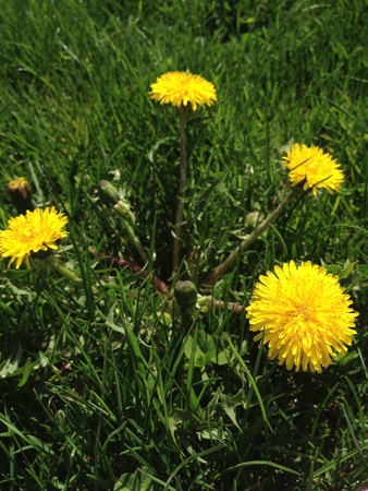 Lawn in the summer timeの素材