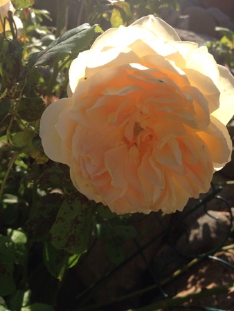 Flower in a garden の素材