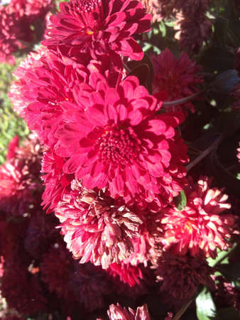 Pink flowers in the gardenの素材