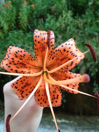 Flower picking by the lakeの素材