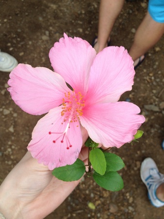 Punta Canas capital flowerの素材