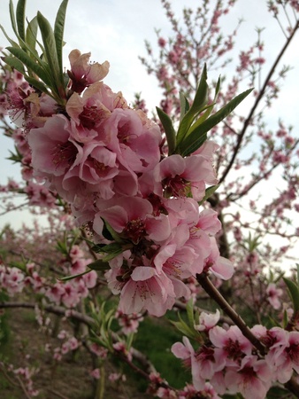 Blossoms in an orchard の素材