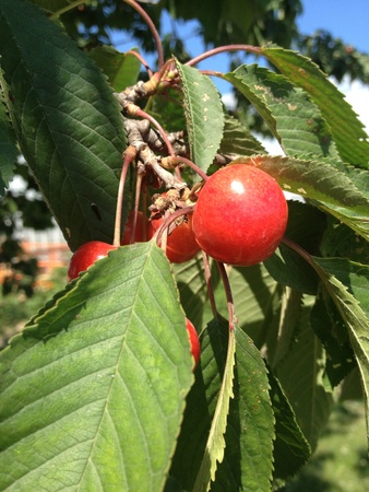 Cherry grown from a treeの素材