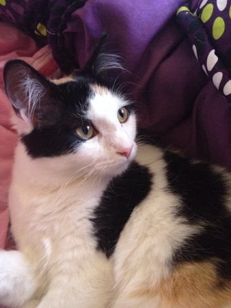 Kitten staring off into the distanceの素材