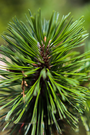 Pine Needle