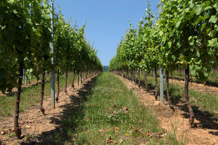 Vineyard in Franceの写真素材