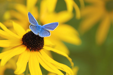 blue butterfly on yellow flower bloomの写真素材