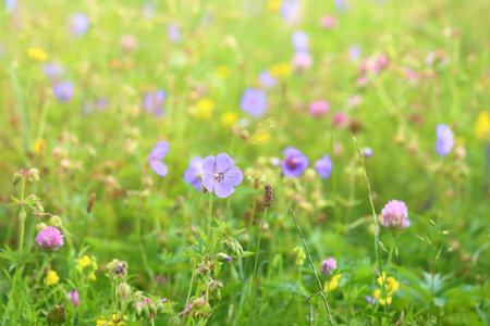 detail of blue flowers on a blossoming meadowの写真素材