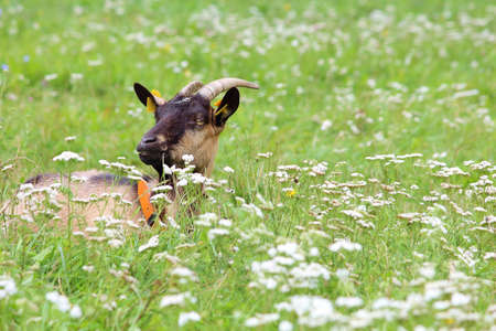 Goat on a meadowの写真素材