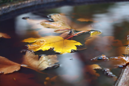 detail of autumn leaves in water fountain