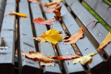 fallen autumn leaves on a wooden bench